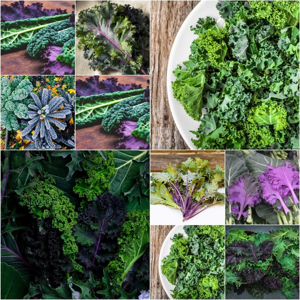 Kale - Heirloom Mix seeds - Happy Valley Seeds