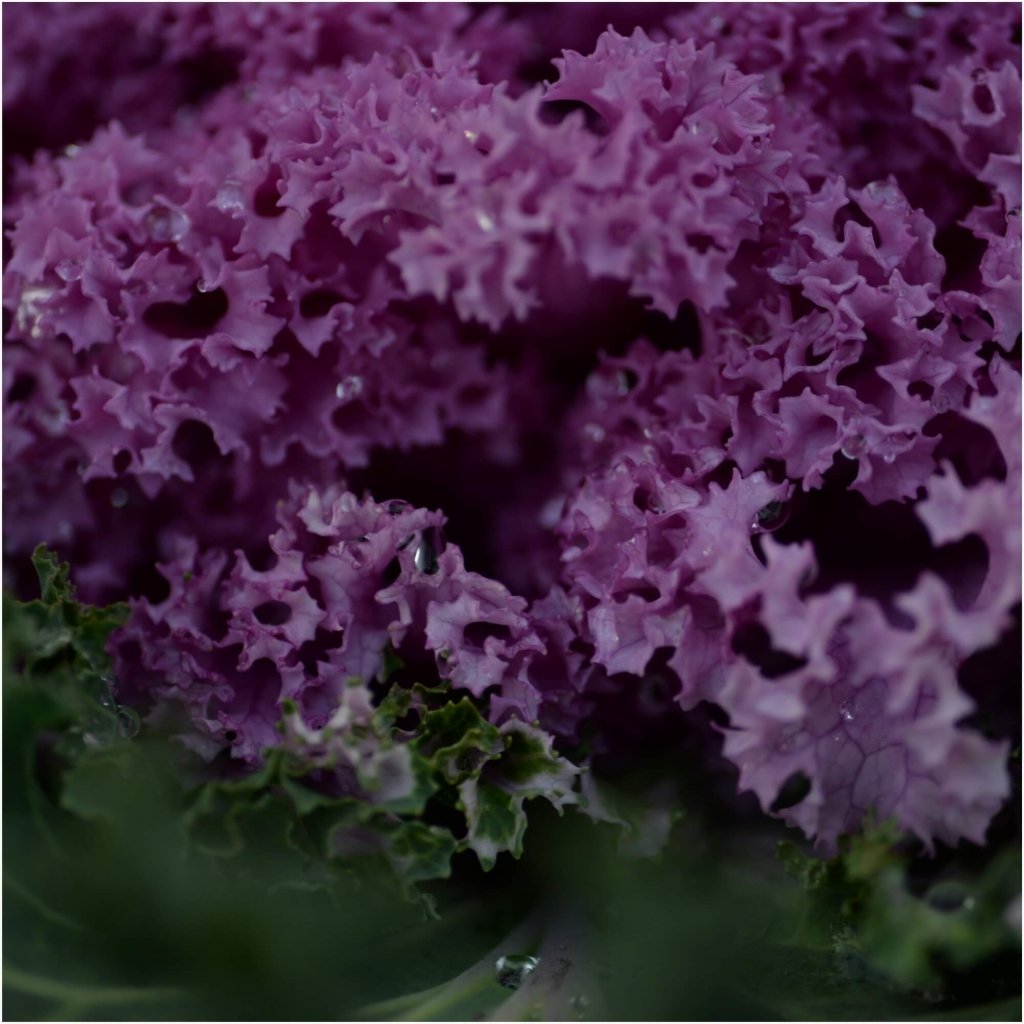 Kale - Pink Sprouting seeds - Happy Valley Seeds