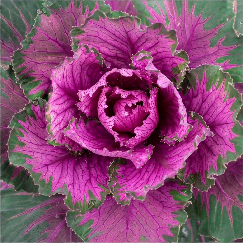 Kale - Purple Frill F1 seeds - Happy Valley Seeds