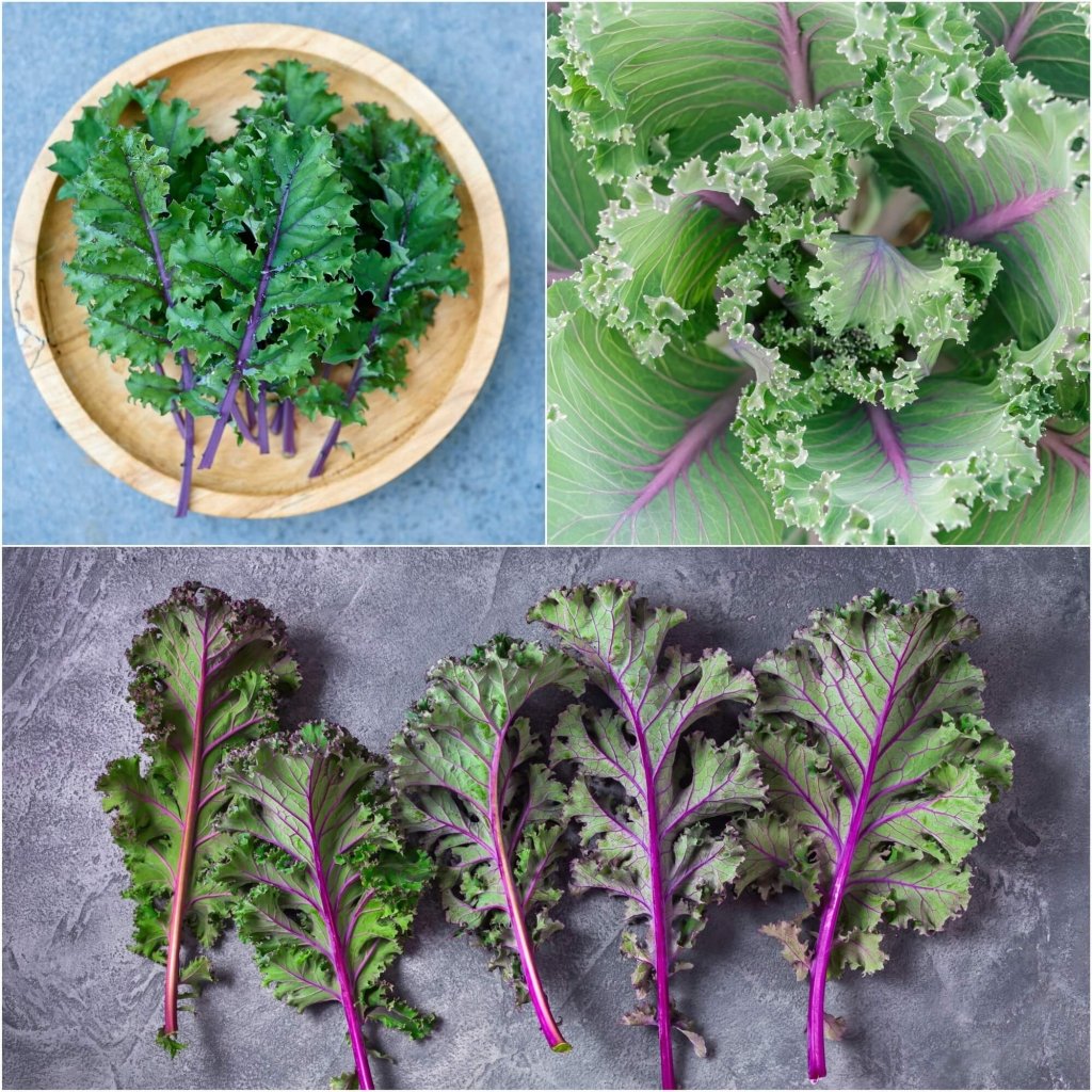 Kale - Red Russian seeds - Happy Valley Seeds