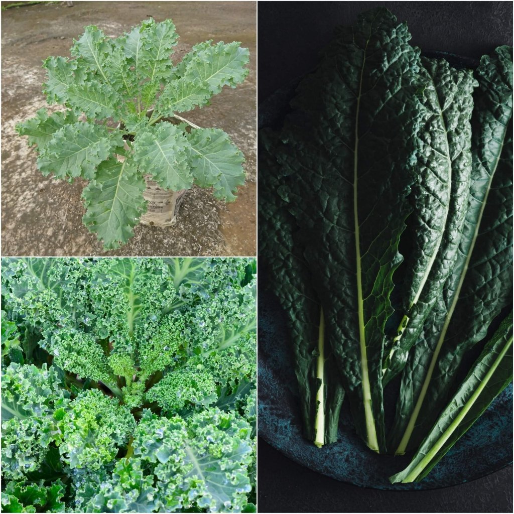 Kale Seeds - Assorted 3 Packs - Happy Valley Seeds