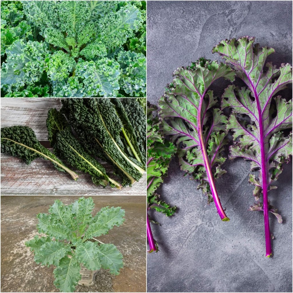 Kale Seeds - Assorted 4 Packs - Happy Valley Seeds