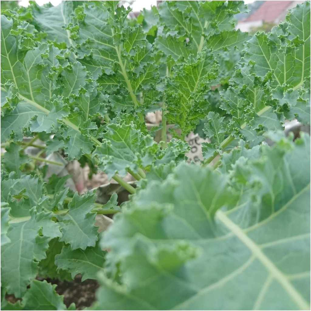 Kale - Siberian seeds - Happy Valley Seeds