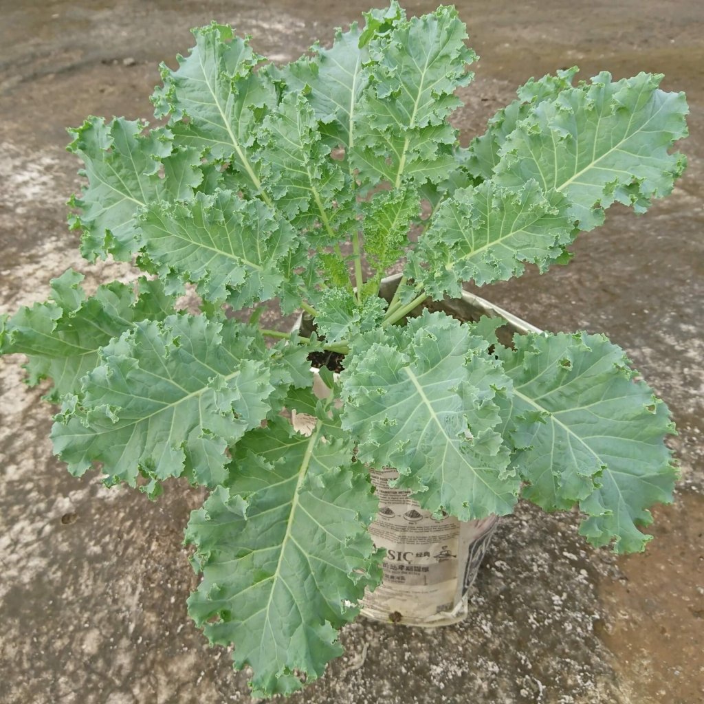 Kale - Siberian seeds - Happy Valley Seeds