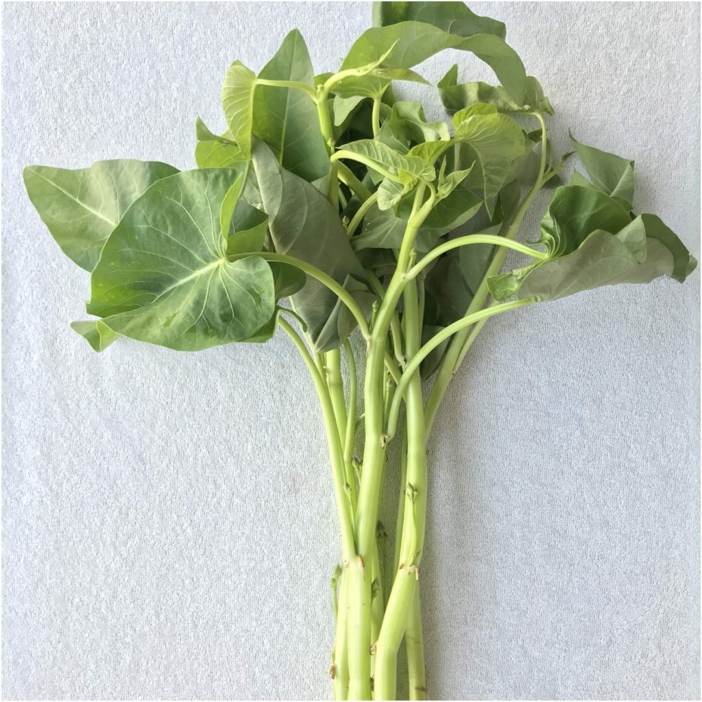 Kangkong - Water Spinach - White Stem seeds - Happy Valley Seeds