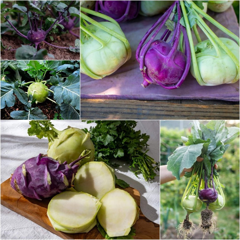 Buy Kohl Rabi Seeds Online | Happy Valley Seeds