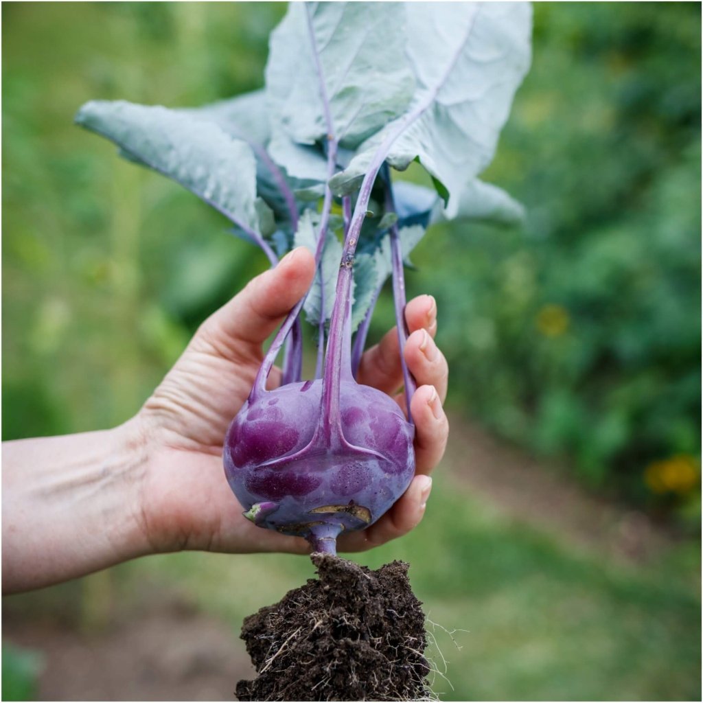 Kohl Rabi - Purple Vienna seeds - Happy Valley Seeds