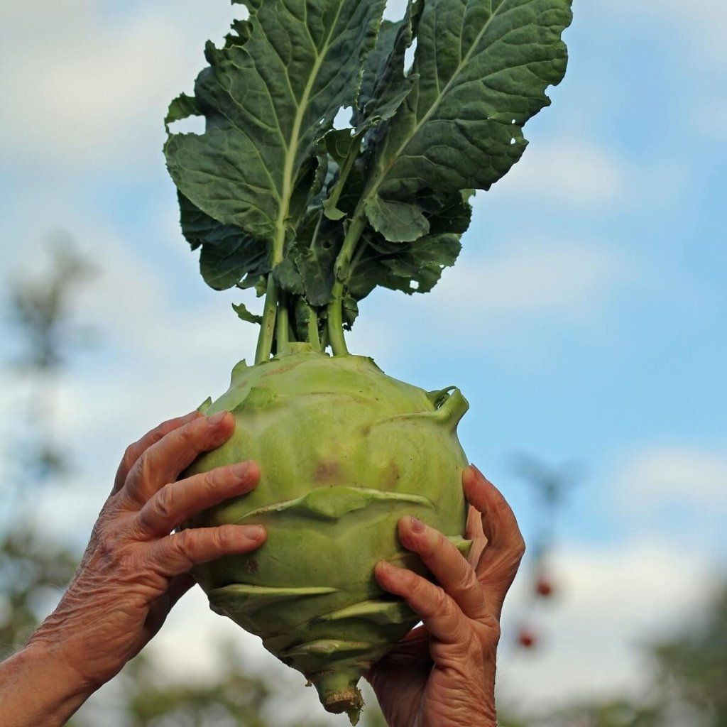 Kohlrabi - Superschmelz Giant White seeds - Happy Valley Seeds