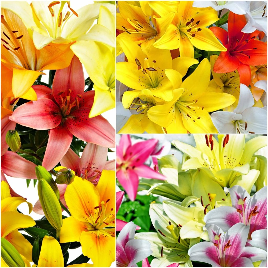 LA and Asiatic Lilies Mixed (Pack of 5 Bulbs) - Happy Valley Seeds
