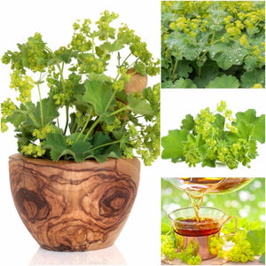 Ladies Mantle seeds