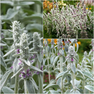 Lamb's Ear - Deep Rose seeds