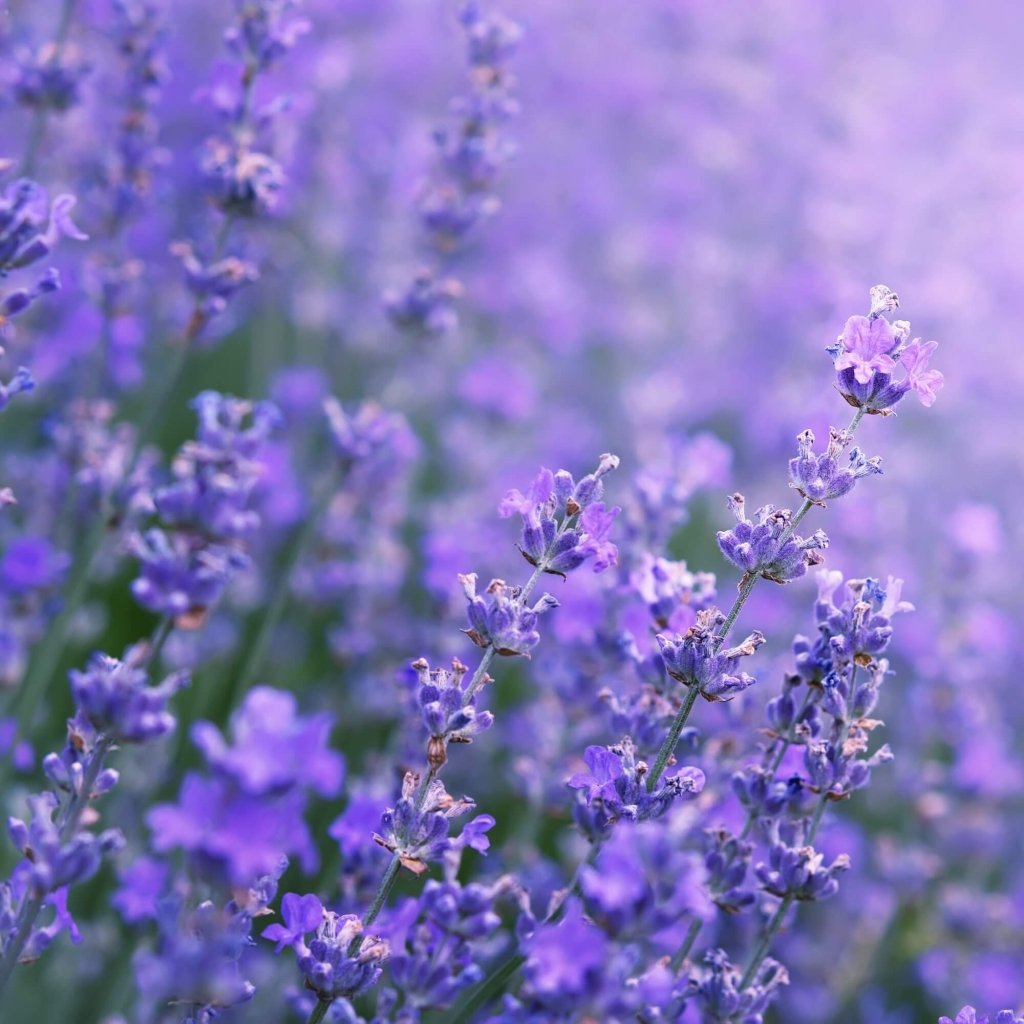 Lavender - Hidcote Blue seeds - Happy Valley Seeds