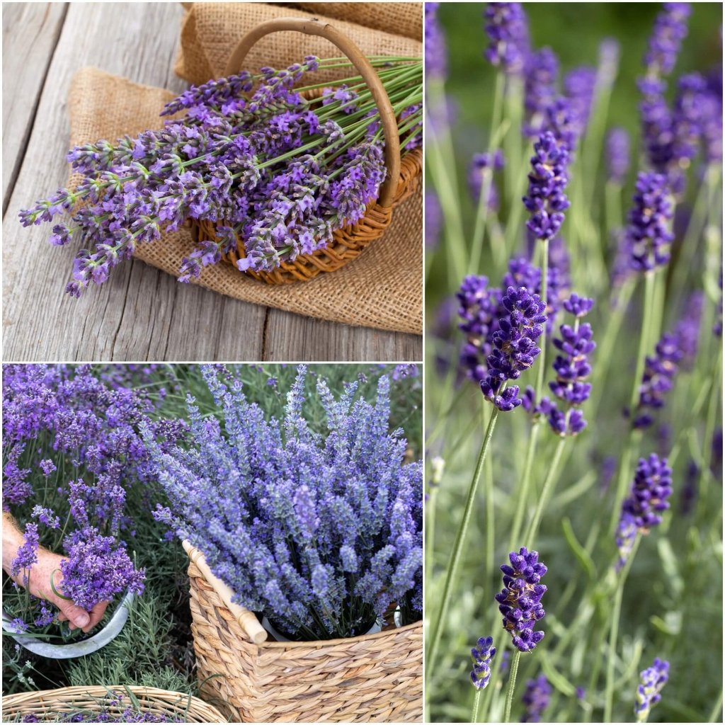 Lavender - Latifolia Spica seeds - Happy Valley Seeds