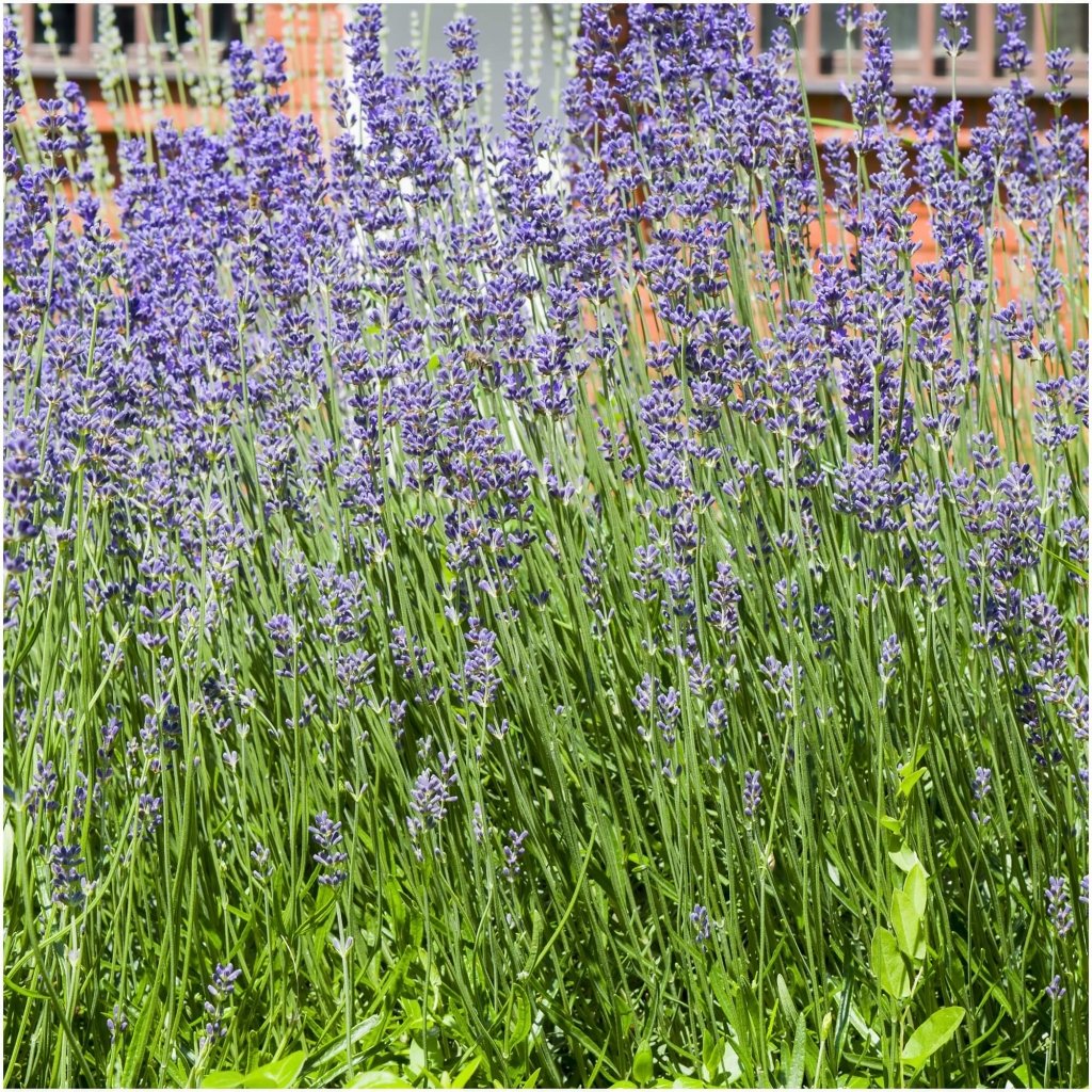 Lavender - Munstead seeds - Happy Valley Seeds