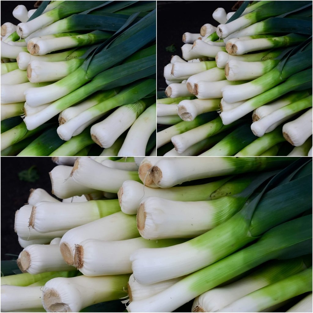 Leek - American Flag seeds - Happy Valley Seeds