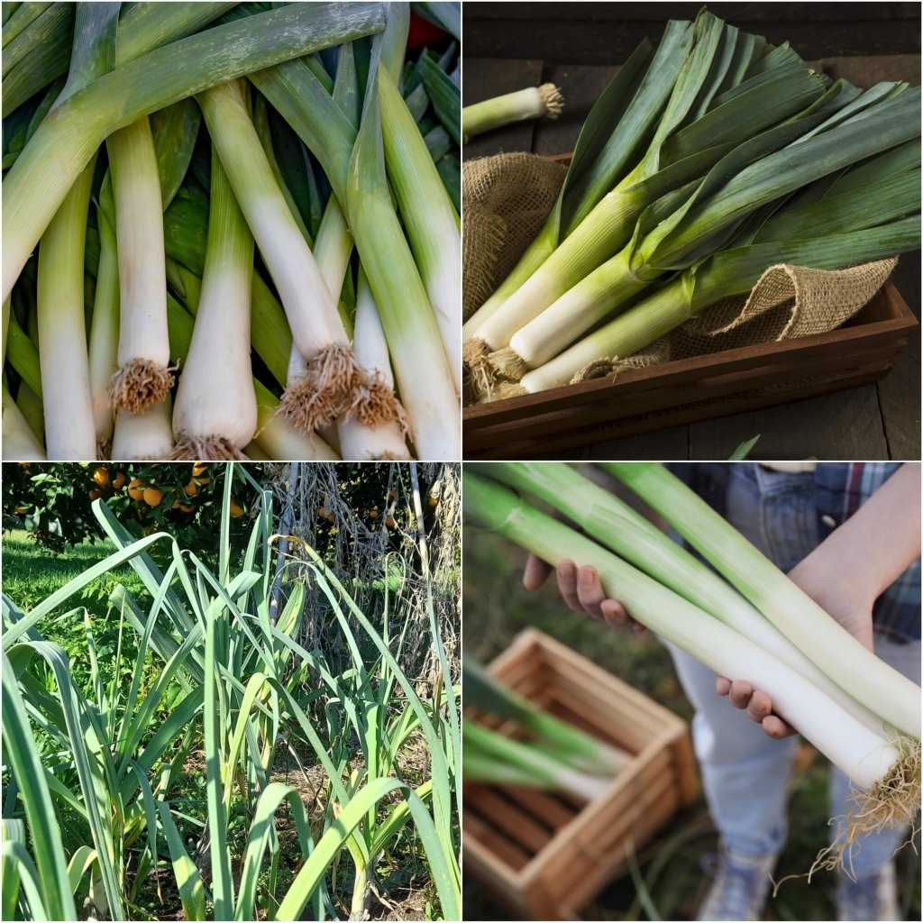 Leek - Bulgarian Giant seeds - Happy Valley Seeds