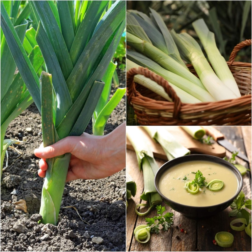 Leek - Elephant seeds - Happy Valley Seeds