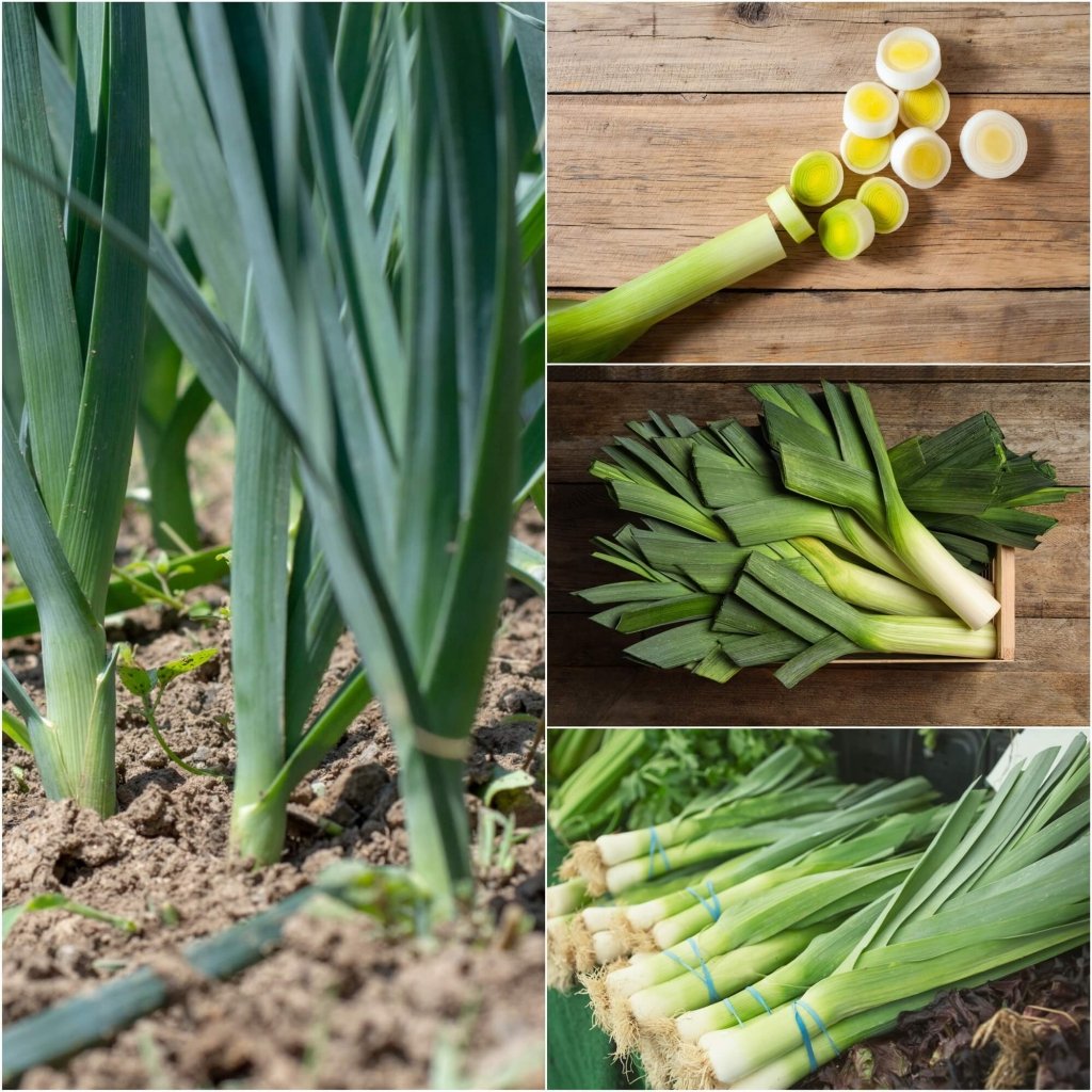 Leek - Giant Musselburg seeds - Happy Valley Seeds