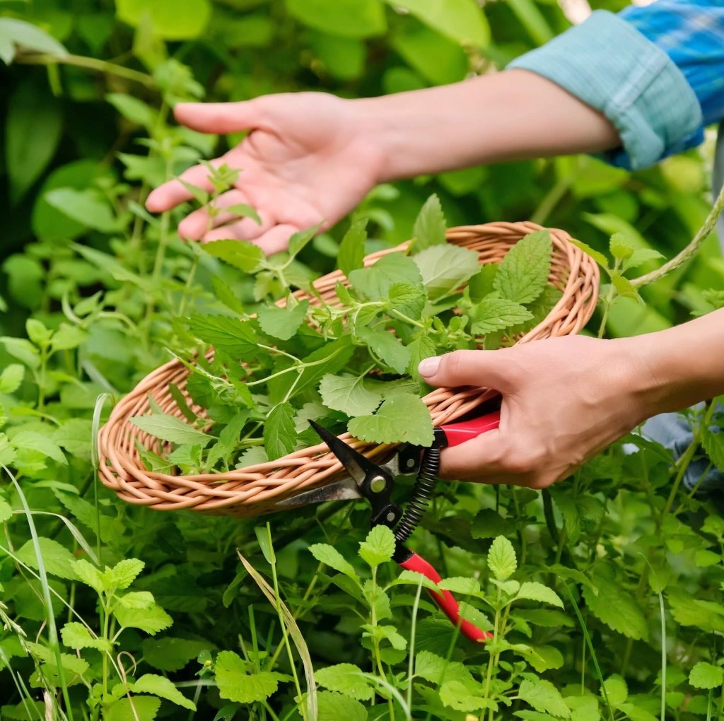 Lemon Balm seeds - Happy Valley Seeds