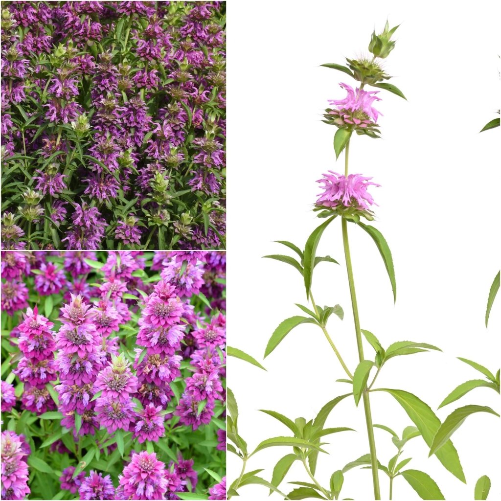 Lemon Mint (Bergamot) seeds - Happy Valley Seeds