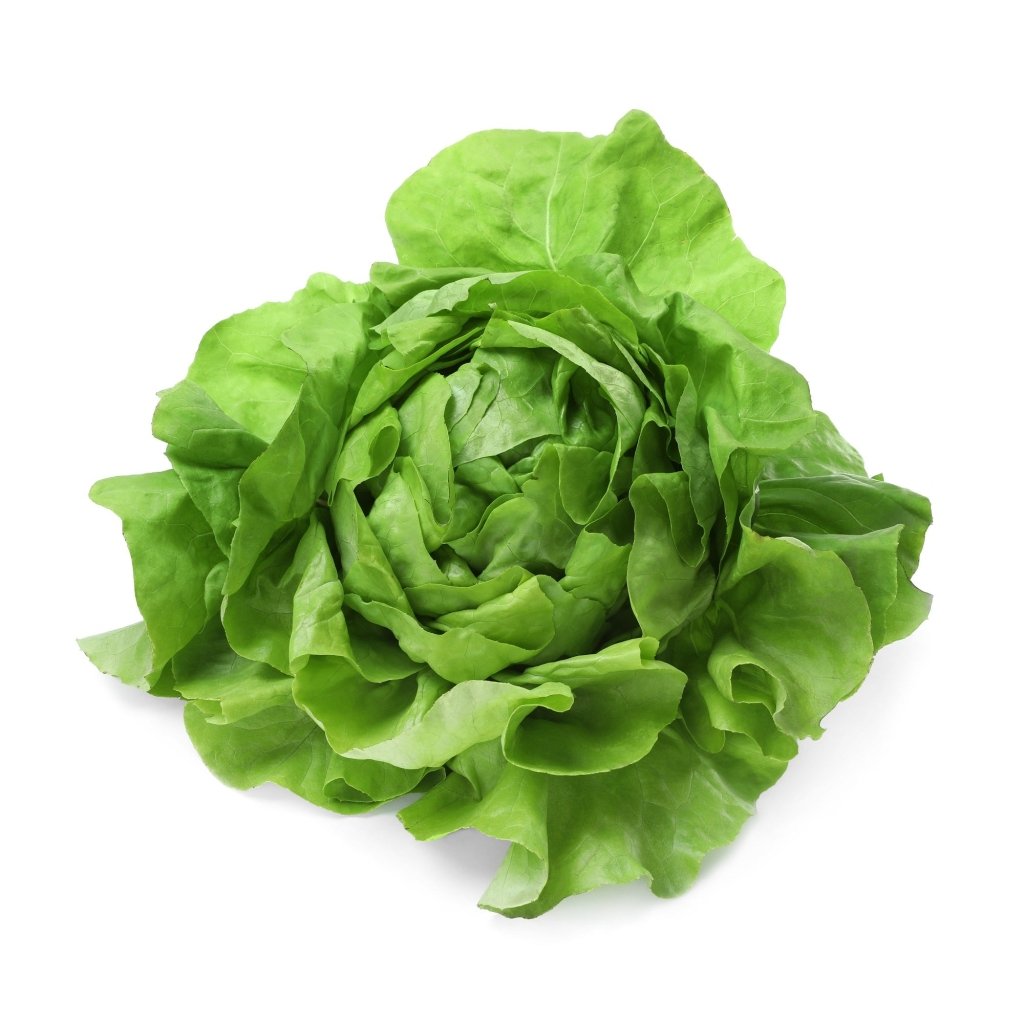 Lettuce - All Year Around seeds - Happy Valley Seeds