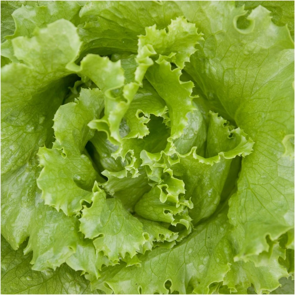 Lettuce - Black Seeded Simpson seeds - Happy Valley Seeds