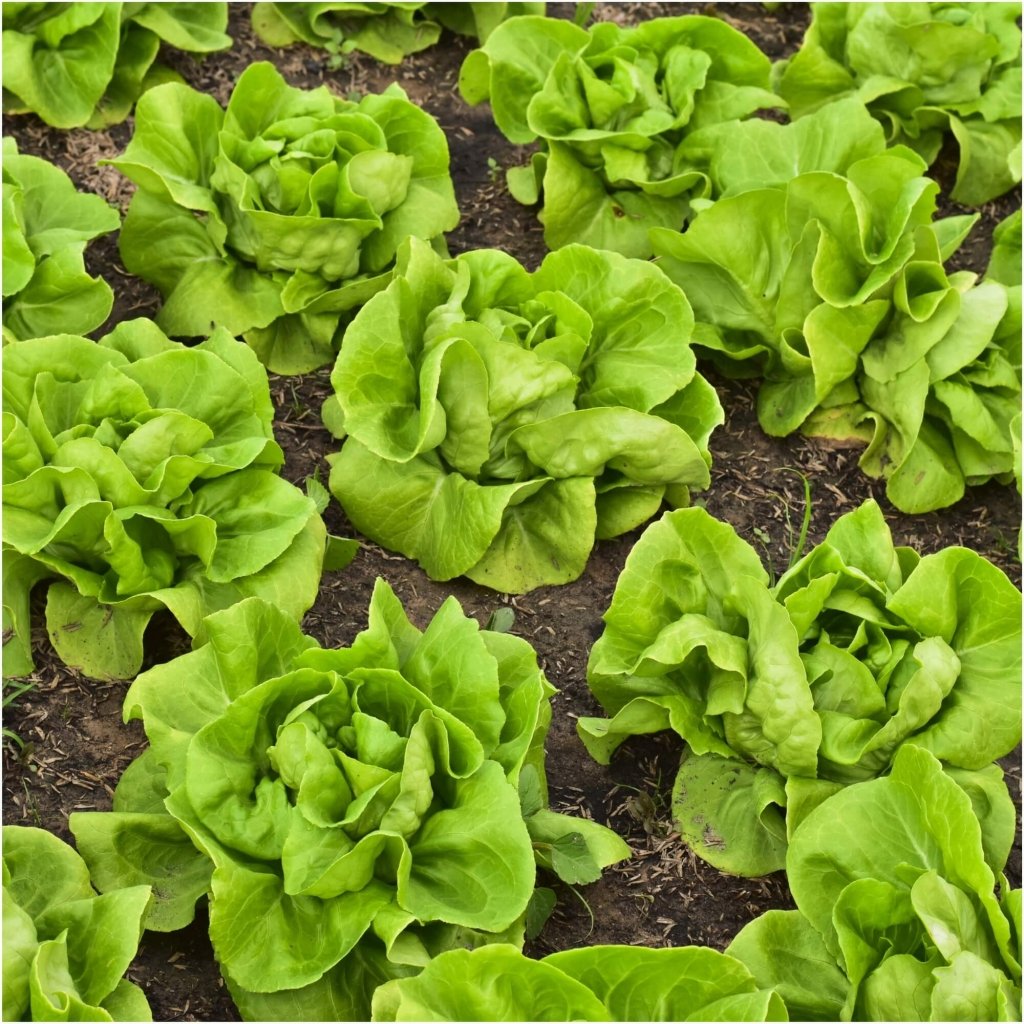 Lettuce - Buttercrunch seeds - Happy Valley Seeds
