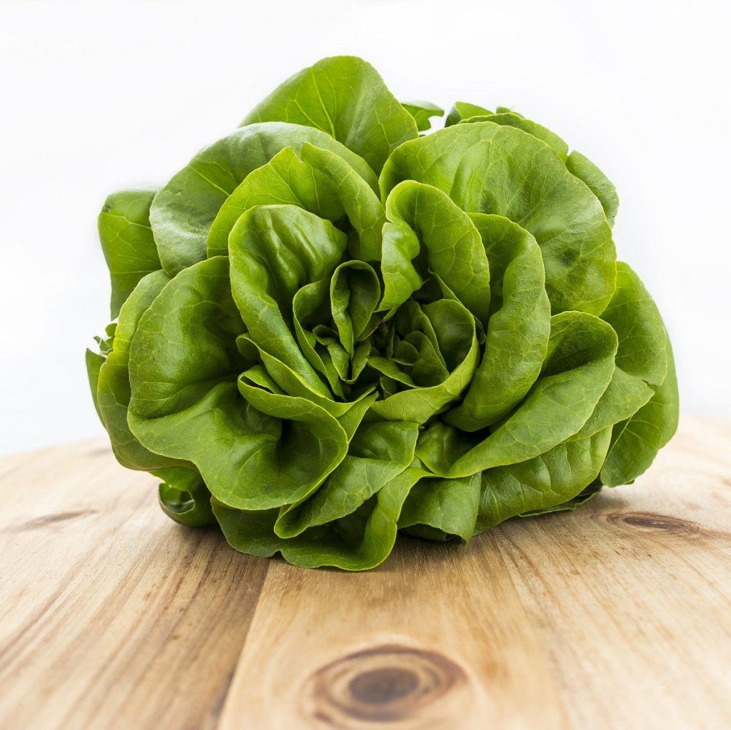 Lettuce - Butterhead Okayama Salad seeds - Happy Valley Seeds
