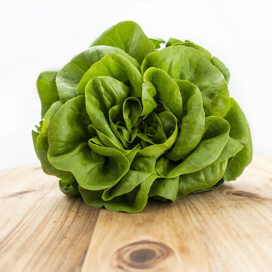 Buy Lettuce Butterhead Okayama Salad seeds Online Happy Valley Seeds