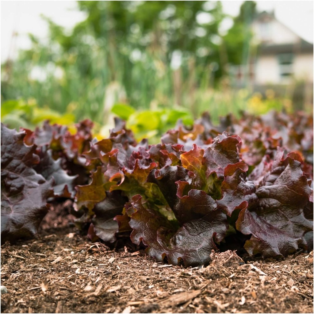 Lettuce - Cimmaron seeds - Happy Valley Seeds