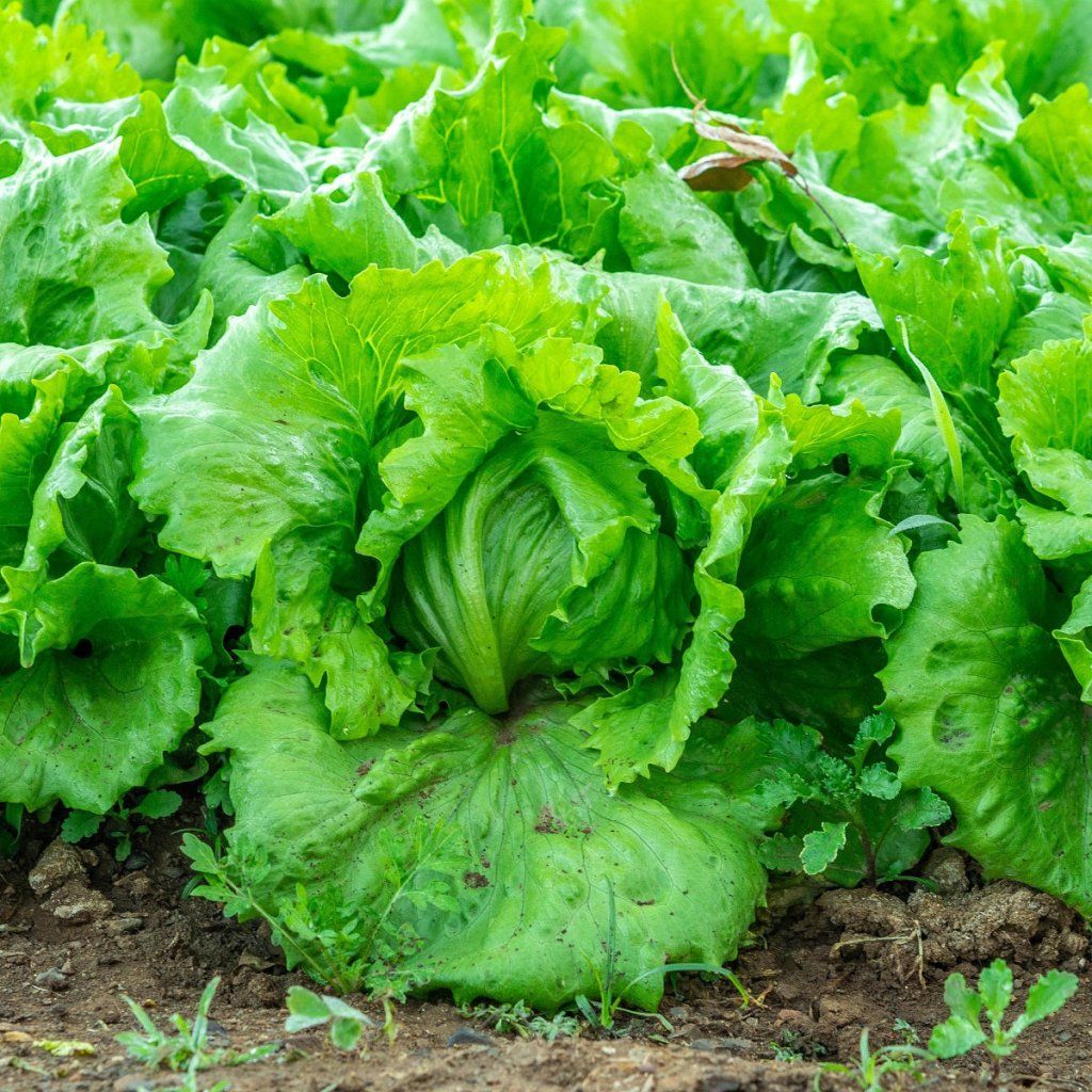 Lettuce - Cool Guard seeds - Happy Valley Seeds