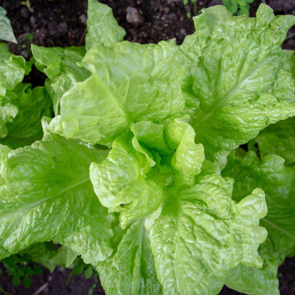 Lettuce - Crisphead New York seeds - Happy Valley Seeds
