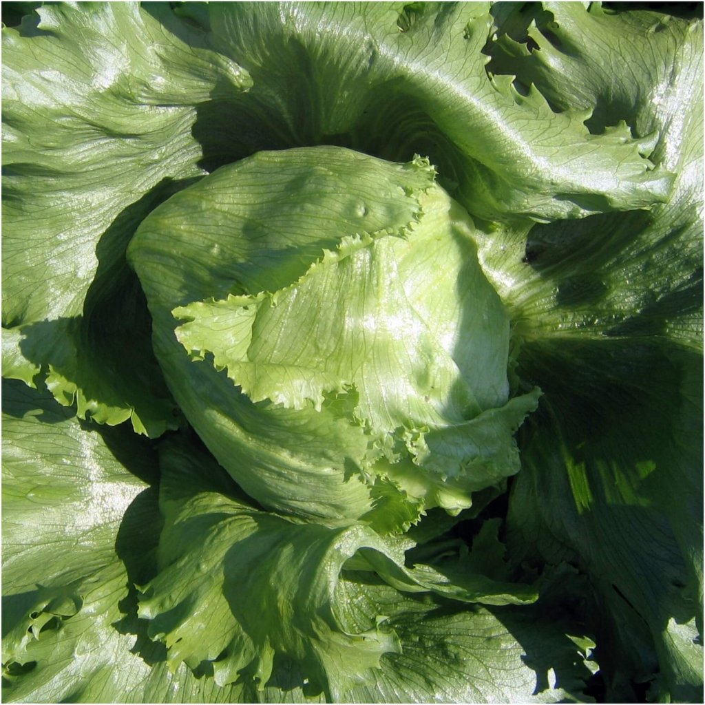 Lettuce - Great Lake seeds - Happy Valley Seeds