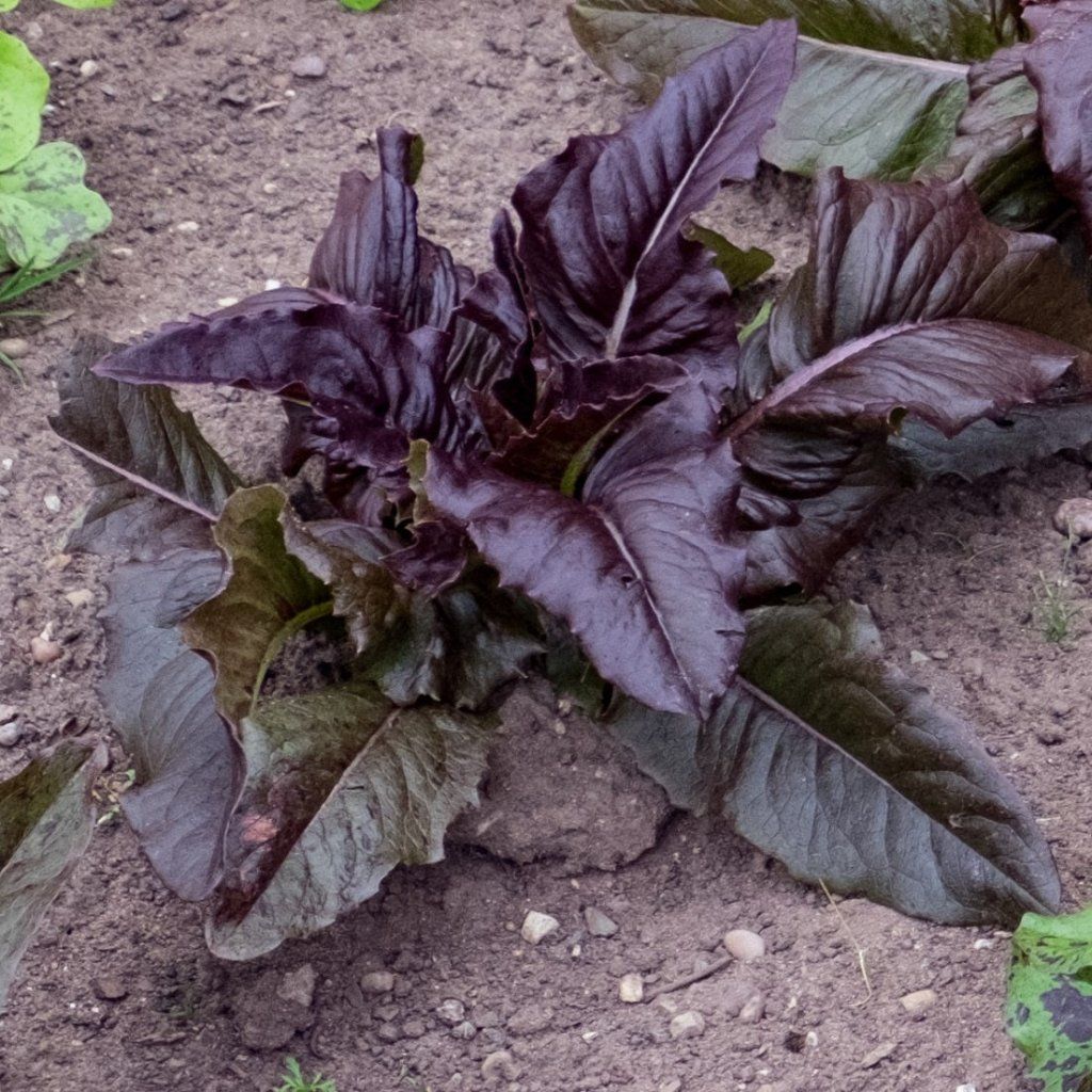 Lettuce - Leaf Deer Tongue Red seeds - Happy Valley Seeds