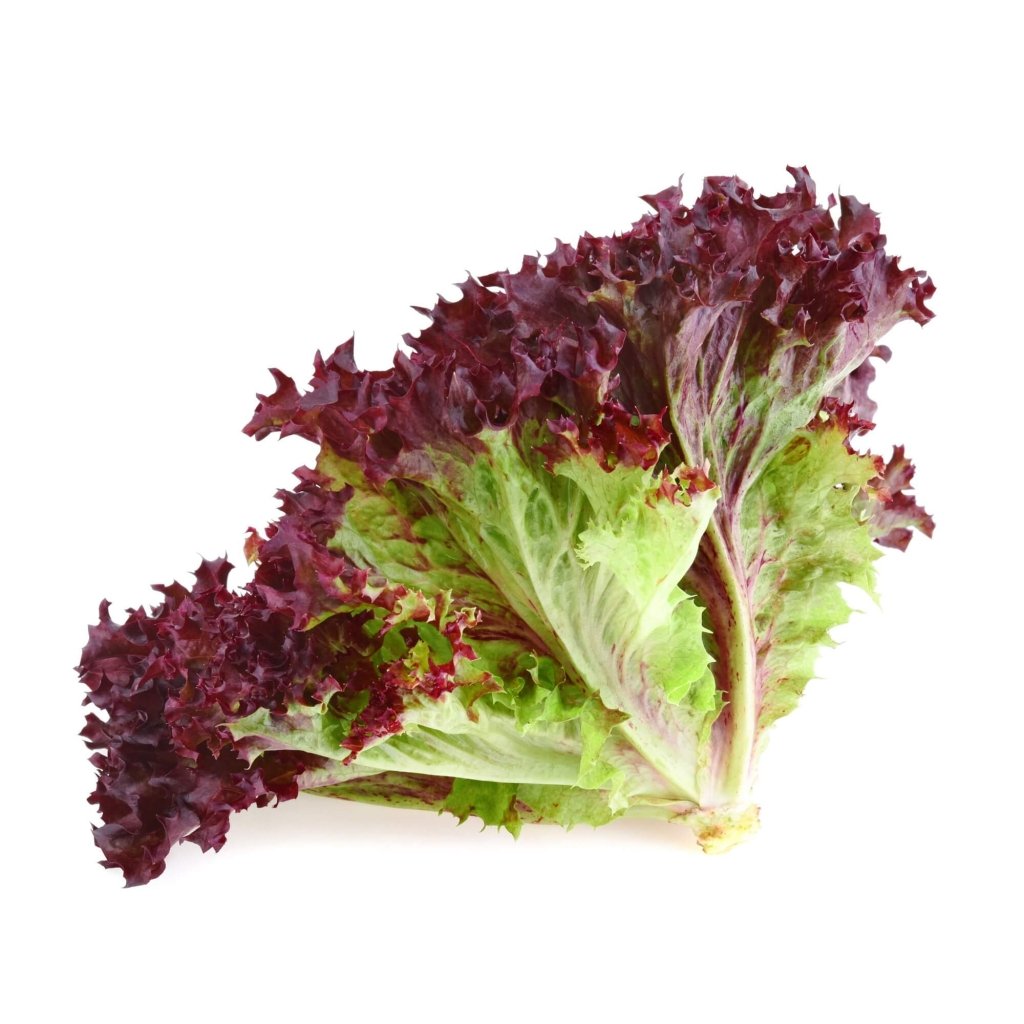 Lettuce - Lolla Rossa seeds - Happy Valley Seeds
