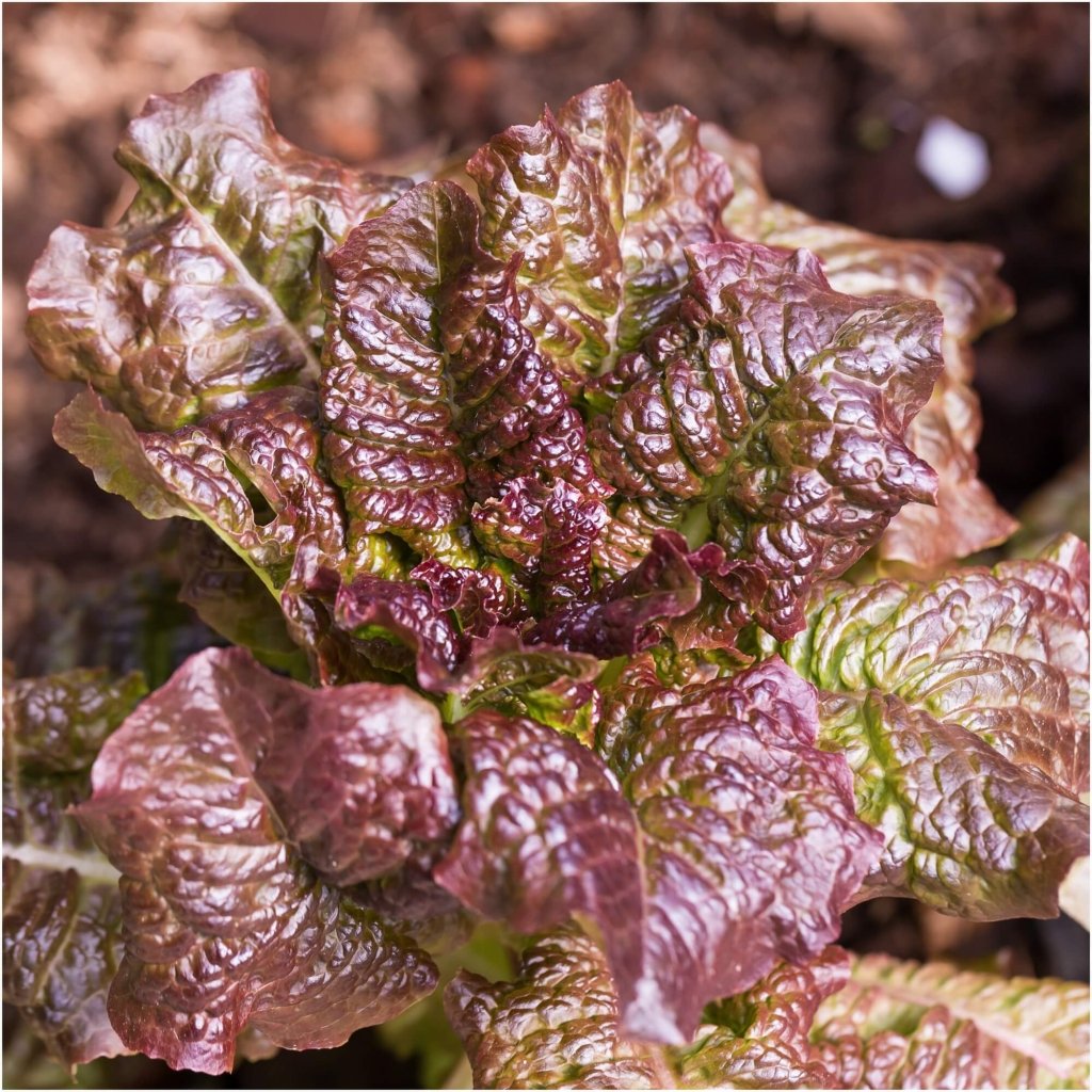 Lettuce - Marvel of Four Seasons seeds - Happy Valley Seeds