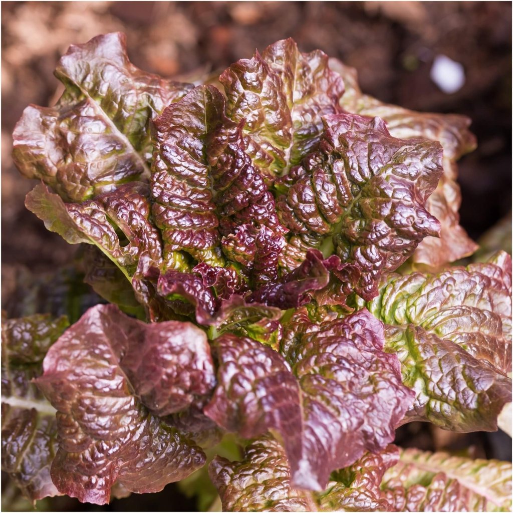 Buy Lettuce Marvel of Four Seasons seeds Online Happy Valley Seeds