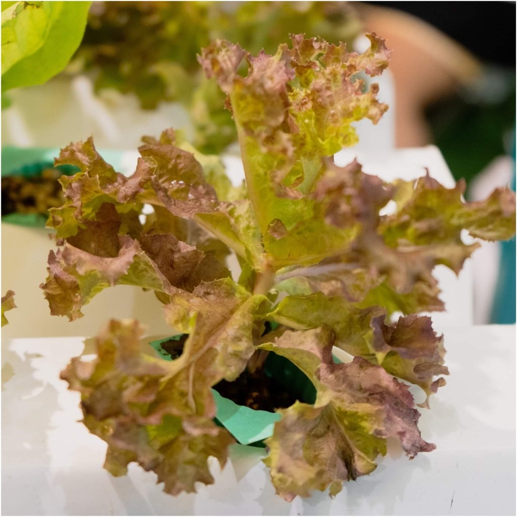 Lettuce - Mignonette Bronze seeds - Happy Valley Seeds