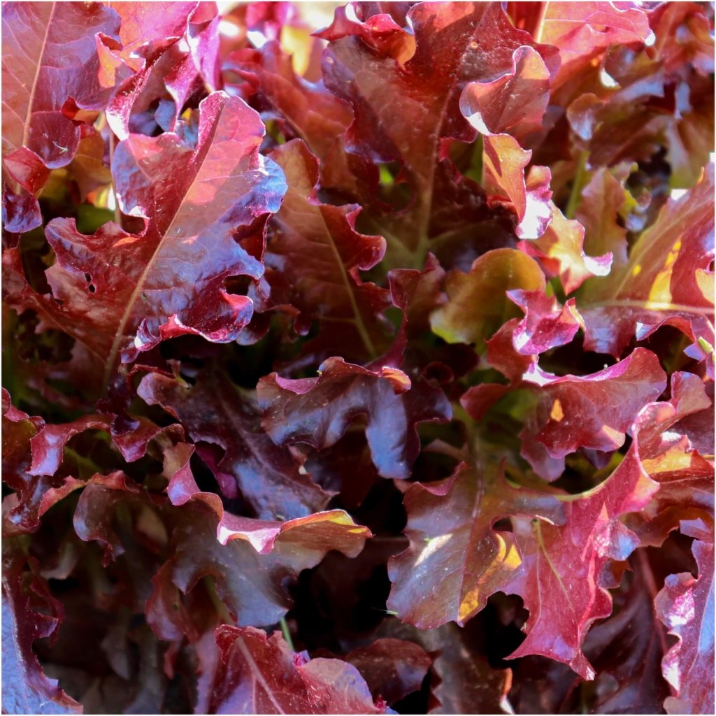 Lettuce - Oakleaf Red seeds - Happy Valley Seeds