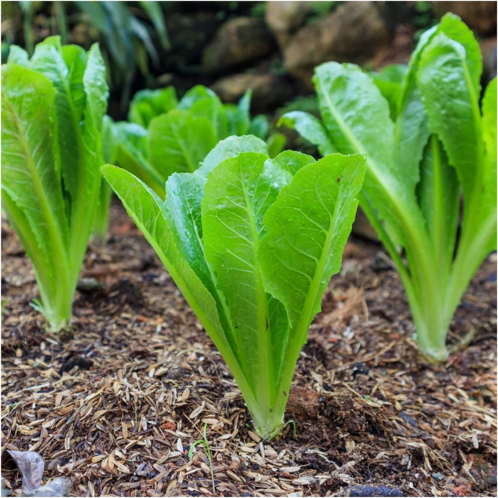 Lettuce - Parris Island Cos Green seeds - Happy Valley Seeds