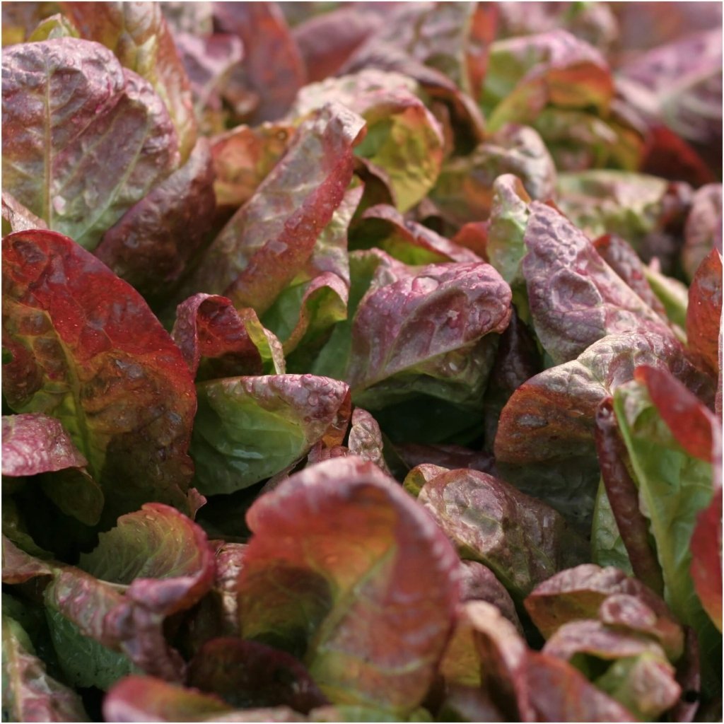 Lettuce - Parris Island Cos Red seeds - Happy Valley Seeds