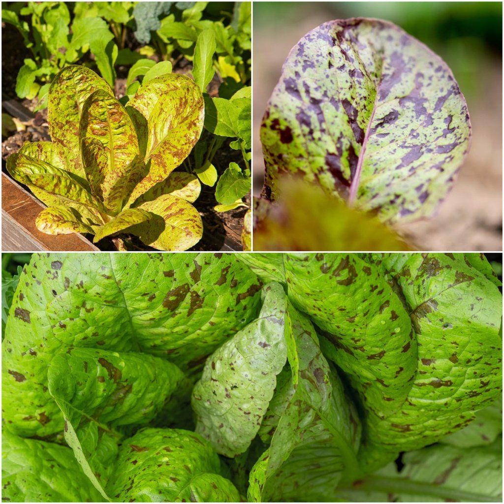 Lettuce - Romaine Freckles seeds - Happy Valley Seeds