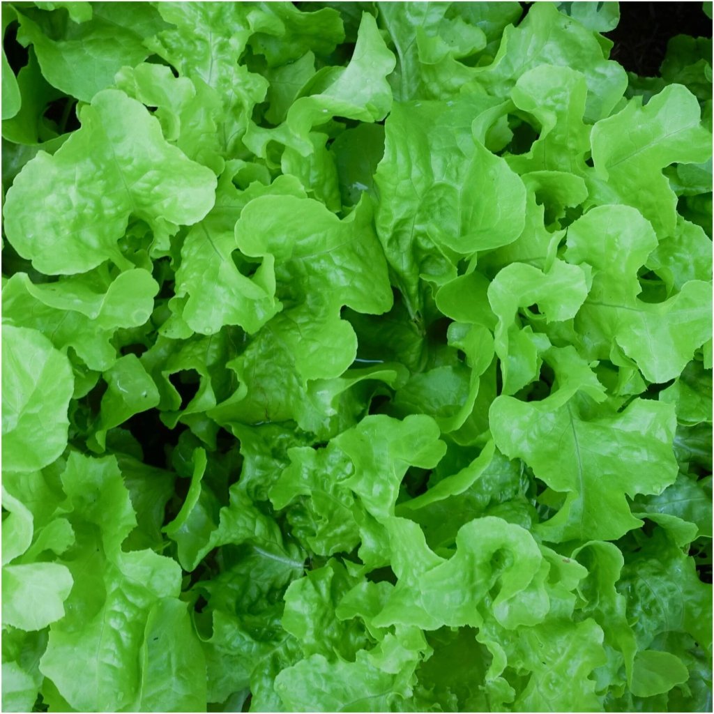 Lettuce - Salad Bowl Green seeds - Happy Valley Seeds