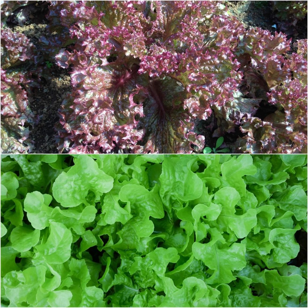 Lettuce - Salad Bowl Mixed seeds - Happy Valley Seeds