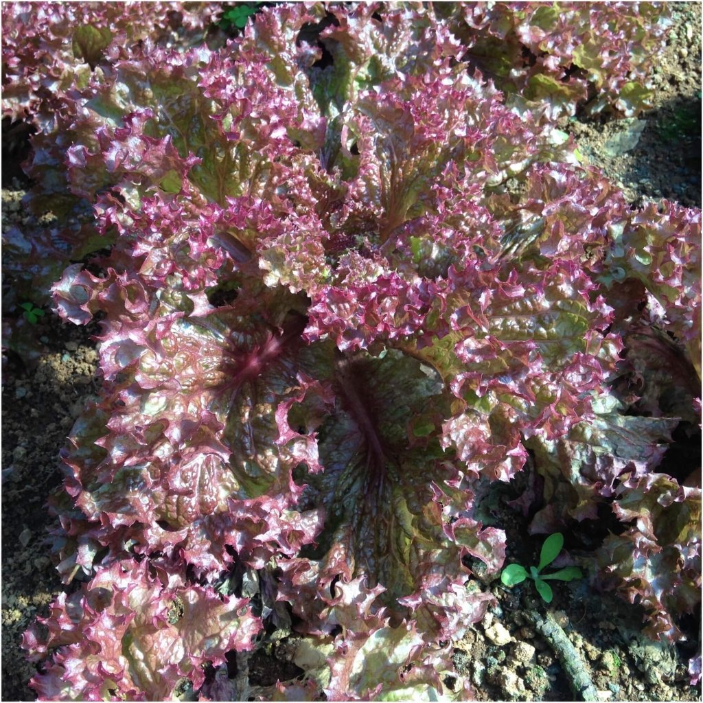 Lettuce - Salad Bowl Red seeds - Happy Valley Seeds