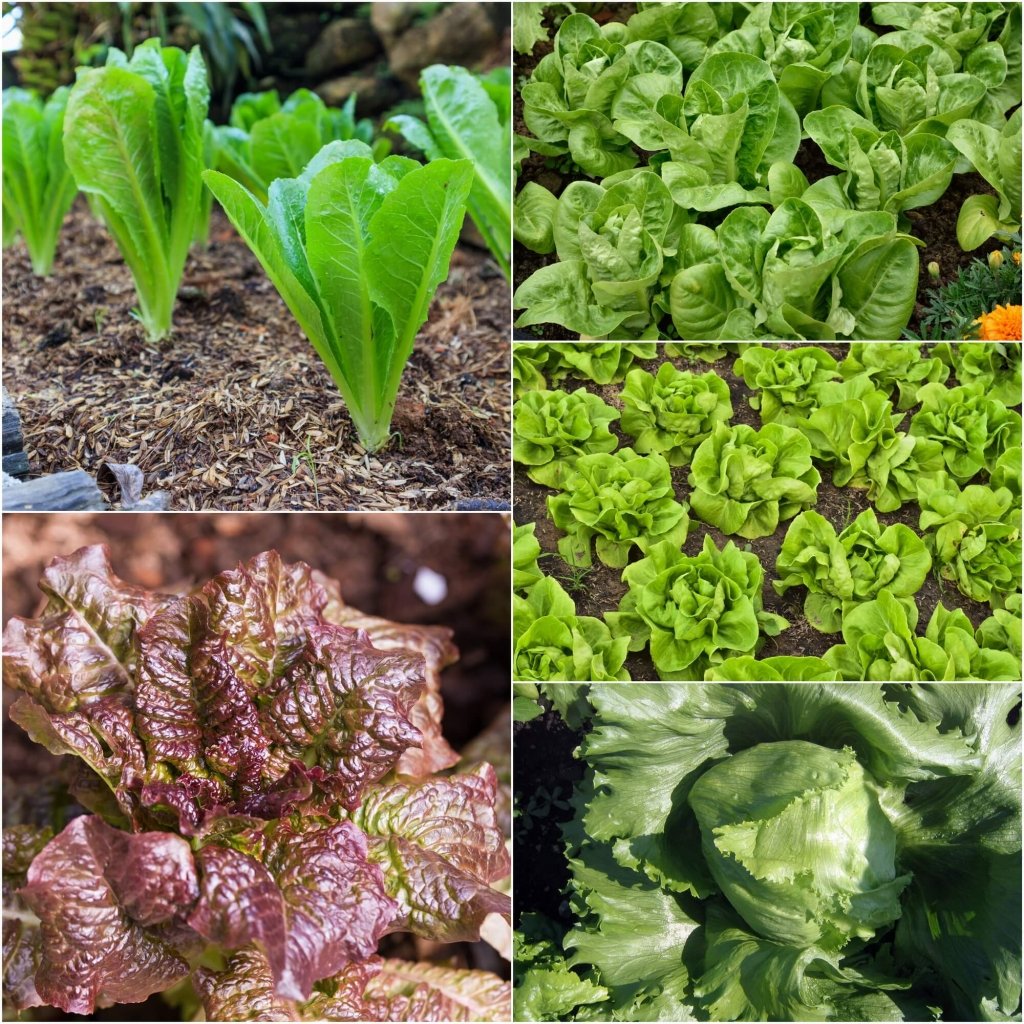 Lettuce Seeds - Assorted 5 Packs - Happy Valley Seeds