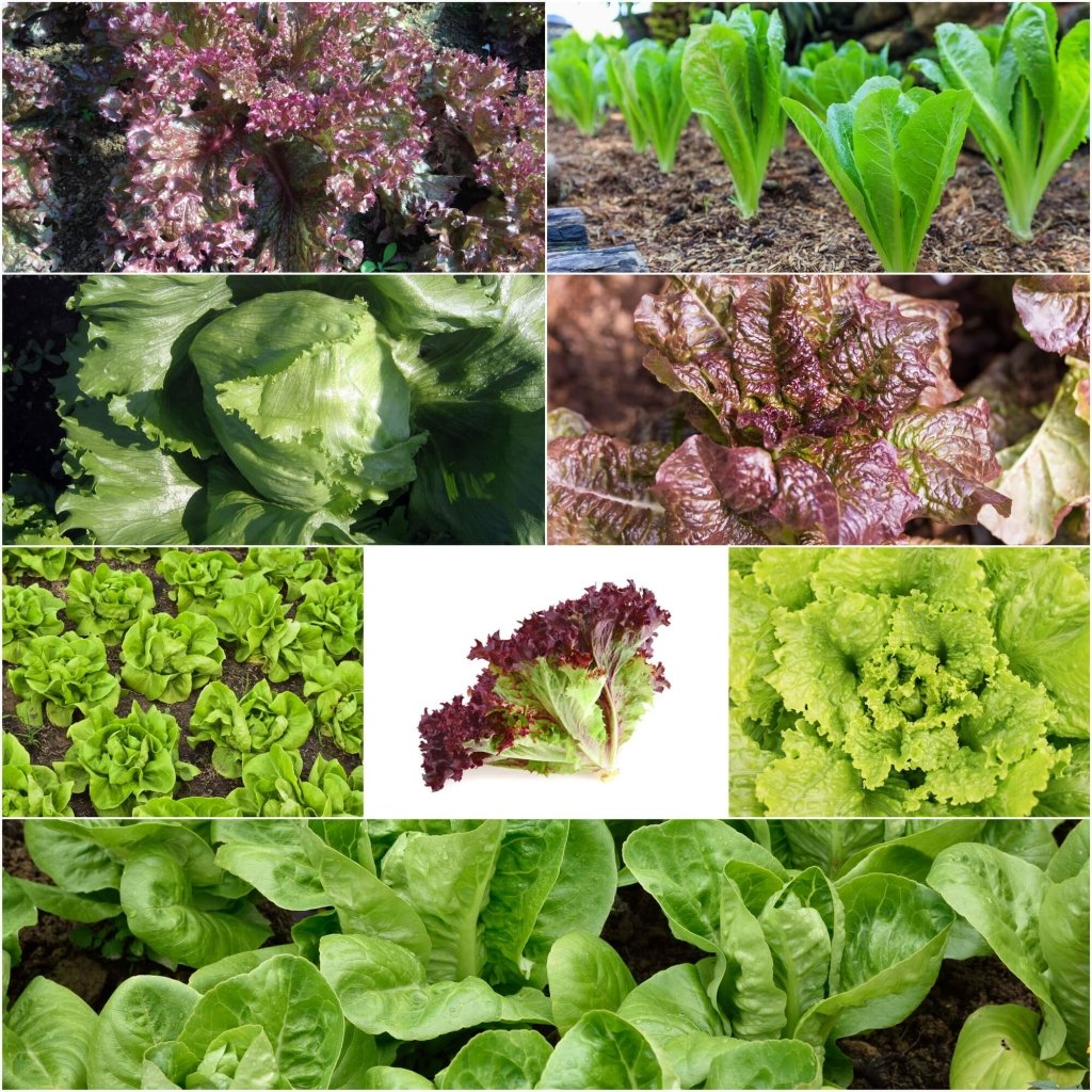 Lettuce Seeds - Assorted 8 Packs - Happy Valley Seeds
