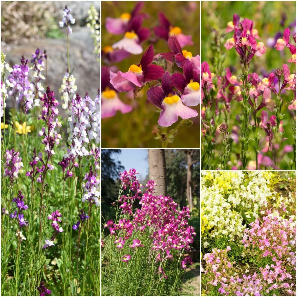 Linaria - Fairy Bouquet Mix (Toadflax) seeds - Happy Valley Seeds