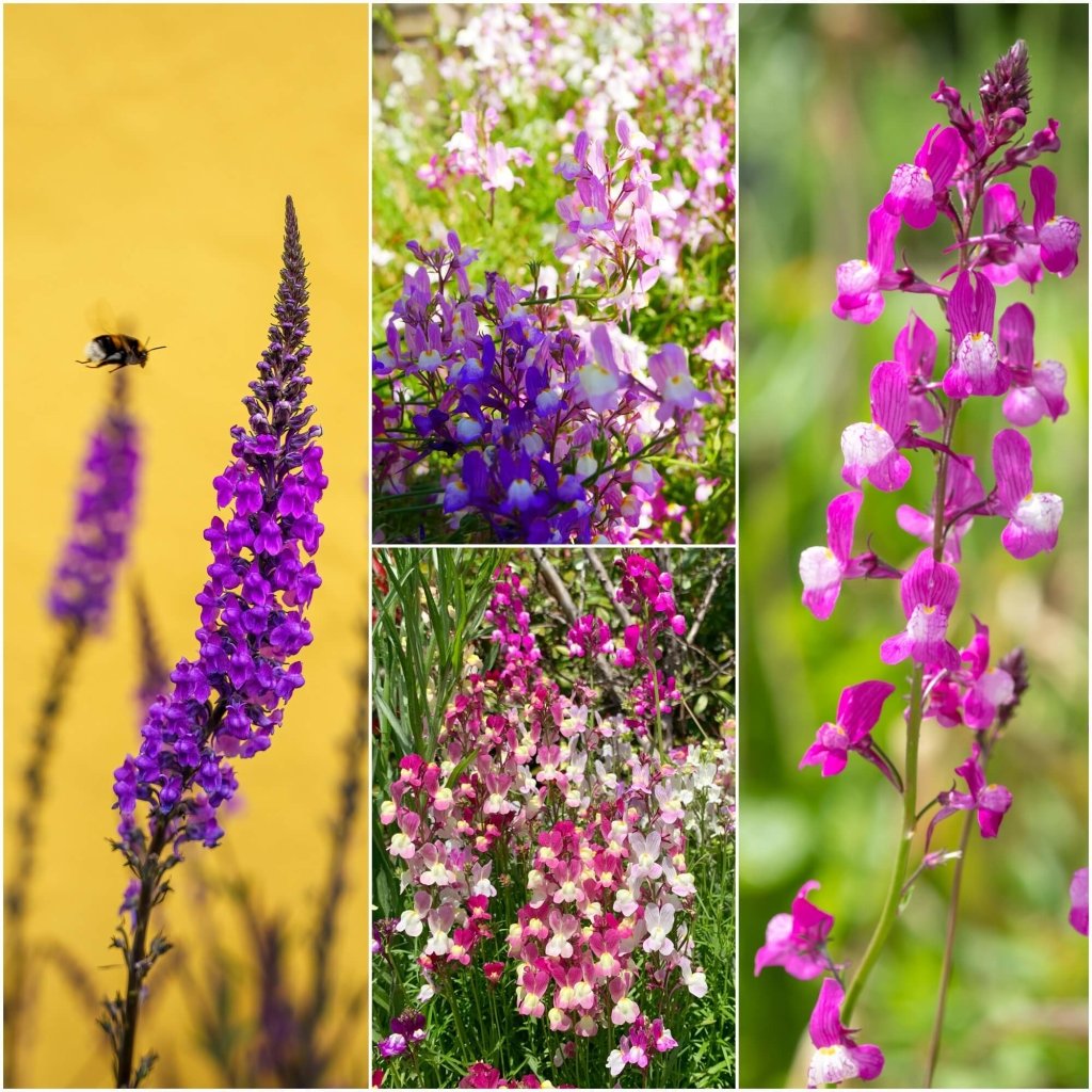 Linaria - Northern Lights Mixed (Toadflax) seeds - Happy Valley Seeds