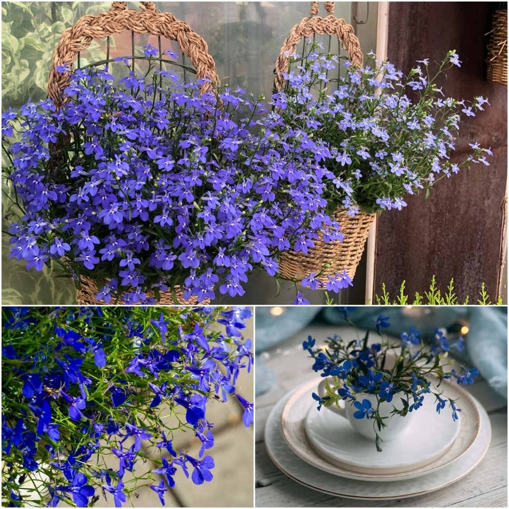 Lobelia - Emperor William seeds - Happy Valley Seeds